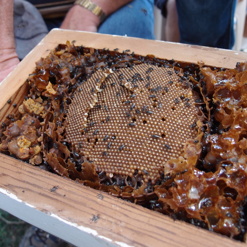 eight acres: bee keeping open day