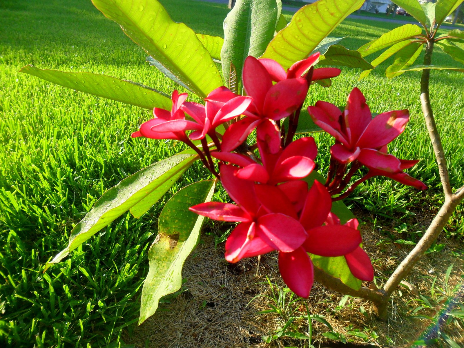 Planting plumeria in ground Idea