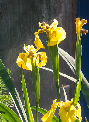 Neuer Gartentraum Latest Snapshot Chan 6097002 Rssing Com