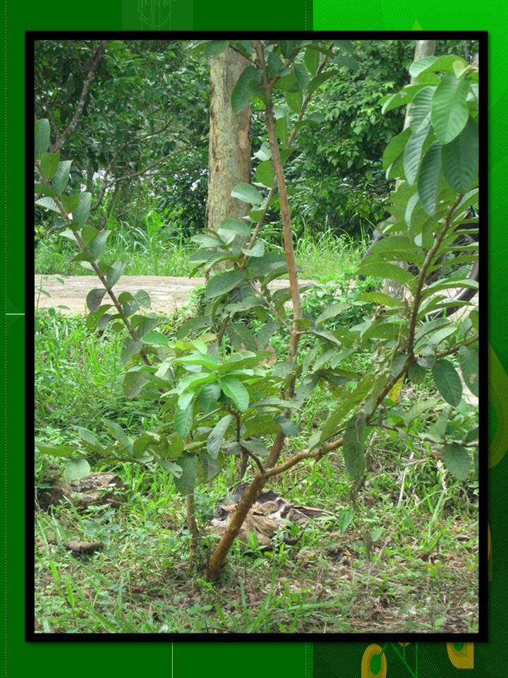 KLASIFIKASI TUMBUHAN BERBIJI: Jambu biji (Psidium guajava L.)