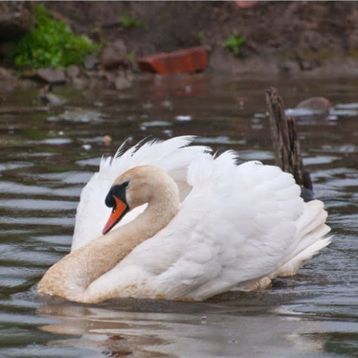 Mute Swan resting