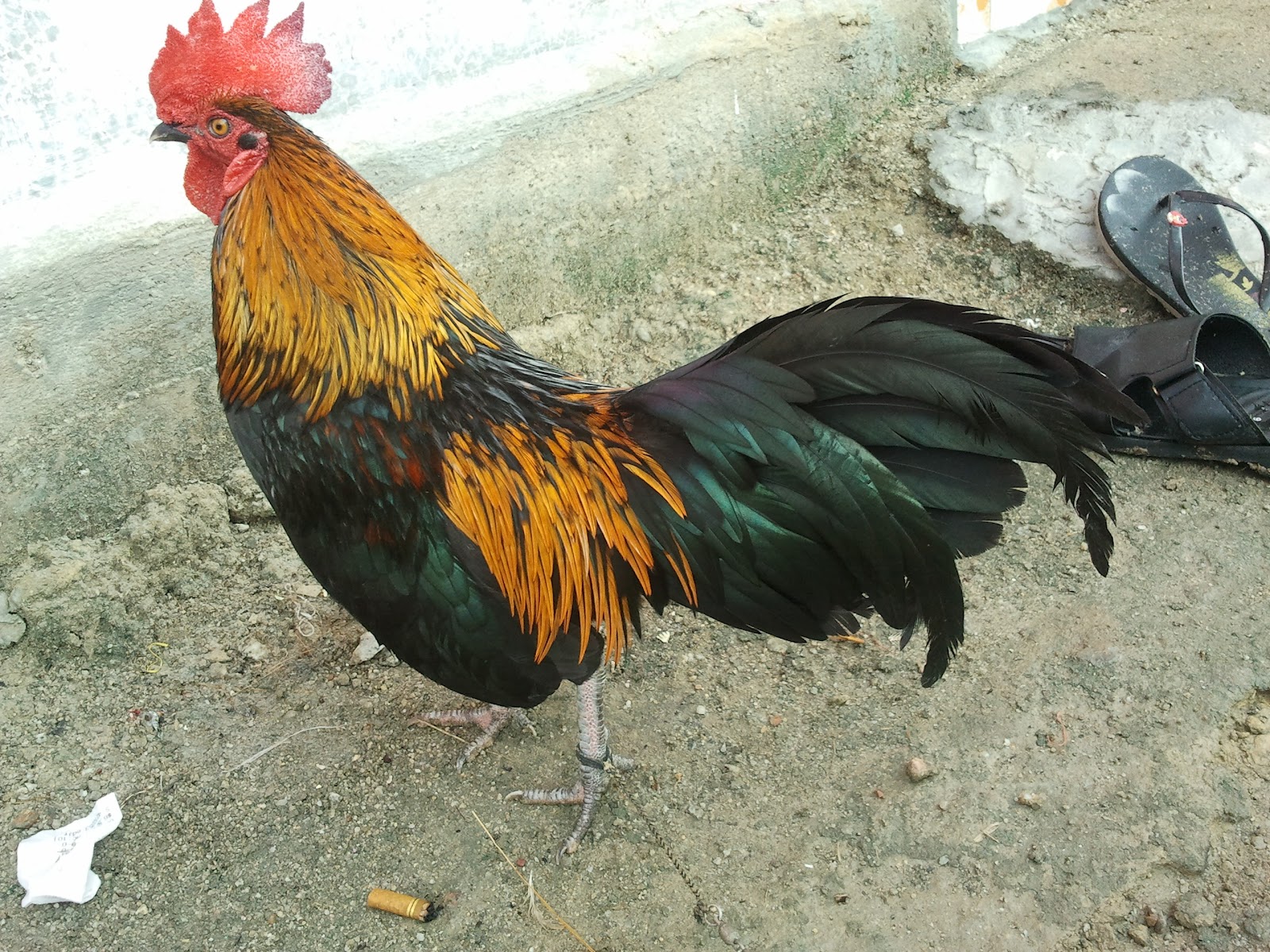 78 Gambar Ayam Hutan Jalak Terbaik 78 Gambar Ayam Hutan Jalak Terbaik