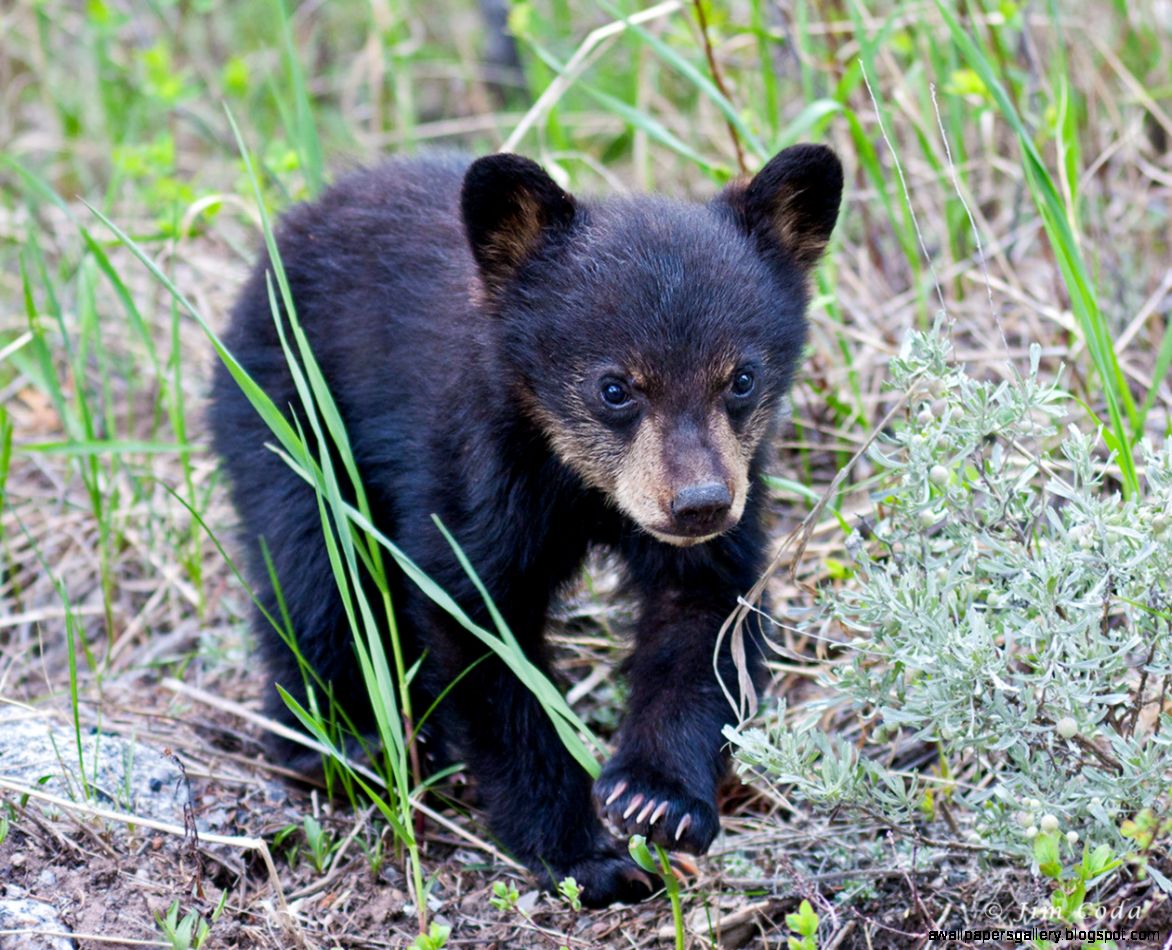 Black Bear Cub Yellowstone National Park Wyoming Baby Mammal Black Bear Cub Yellowstone National Park Wyoming Baby Mammal