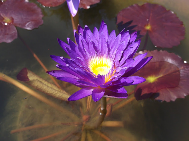 "Ultra Violet" water lily