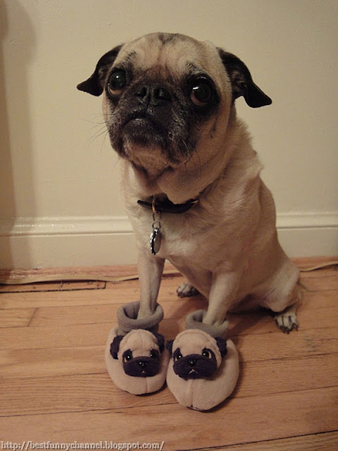 Funny dog in slippers