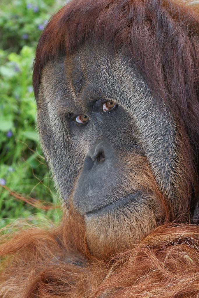 The Mystery of the Orangutan Flange | The Ark In Space