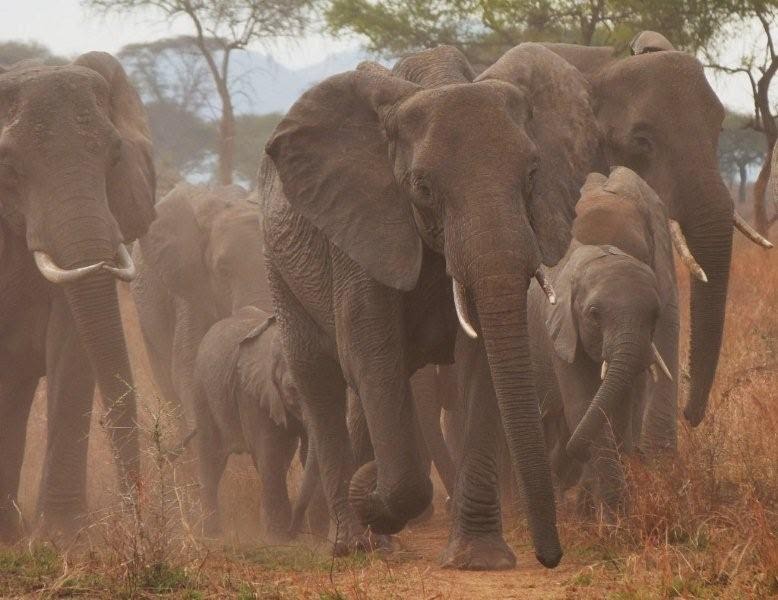 Safari Ecology On introducing elephants to Australia...