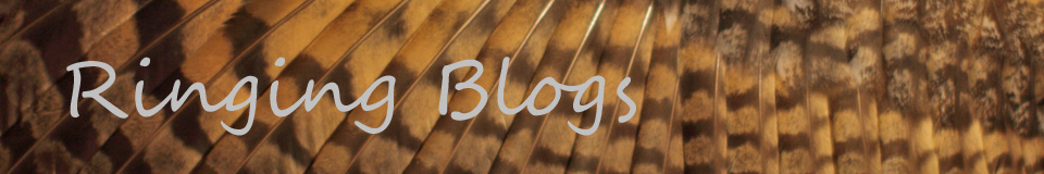 Ringing blogs