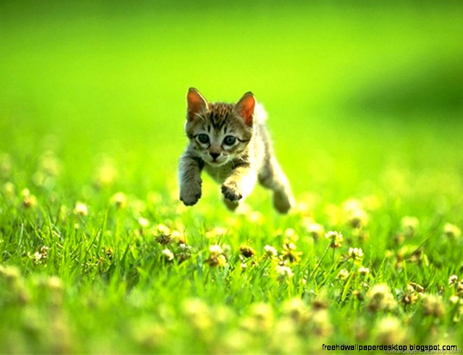 Download Cat Wallpaper Kitten Wallpaper Picture Desktop Backgrounds Download Cat Wallpaper Kitten Wallpaper Picture Desktop Backgrounds