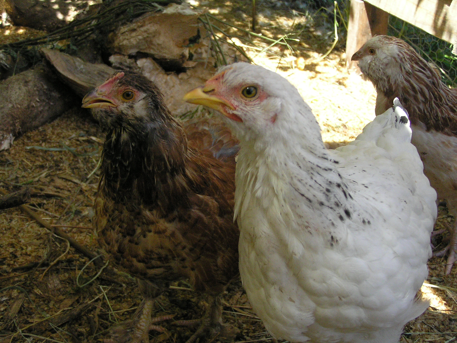 Sprouted Grains for Chickens A Life Unprocessed