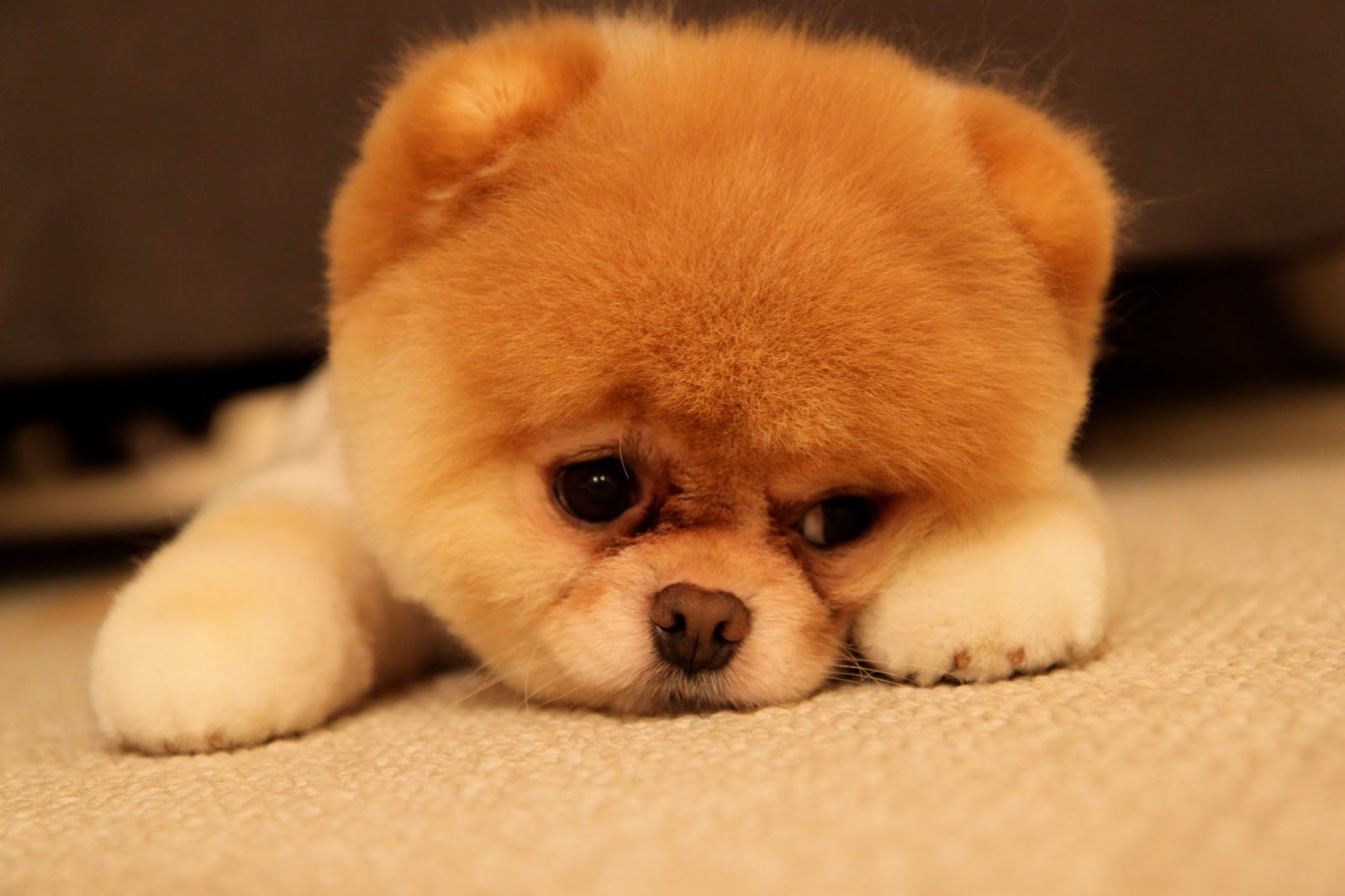 Cutests Dogs