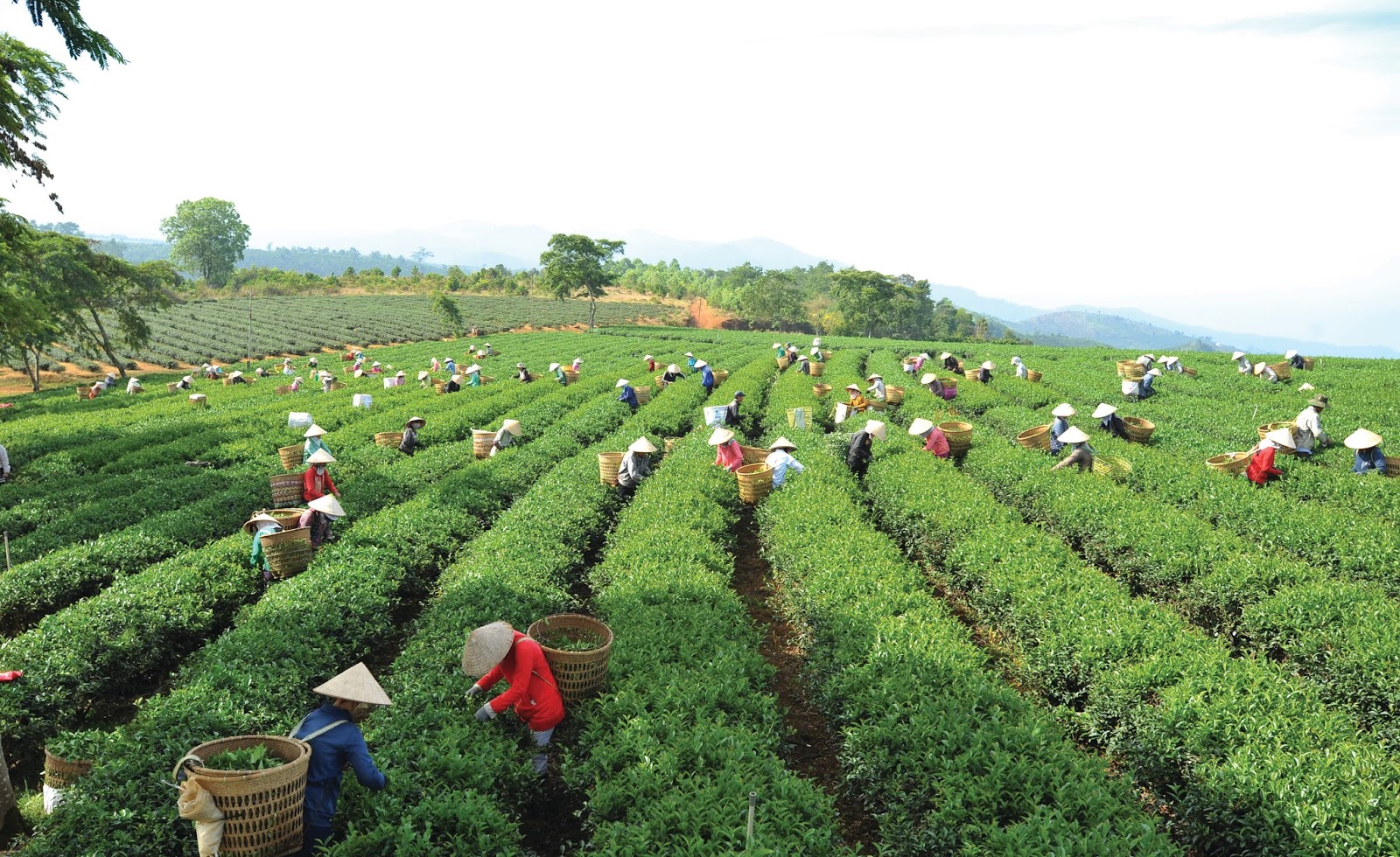 Kinh nghiệm phượt Bảo Lộc mùa mưa 5 bao loc