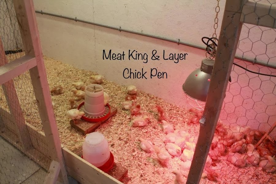 Natural Chicken Keeping Free Ranging Cornish Cross (CX) Meat Birds