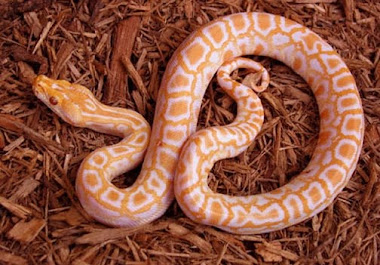 Python Albina Baby