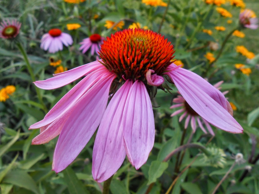 The Lucas Countyan Taking time to smell the crabgrass
