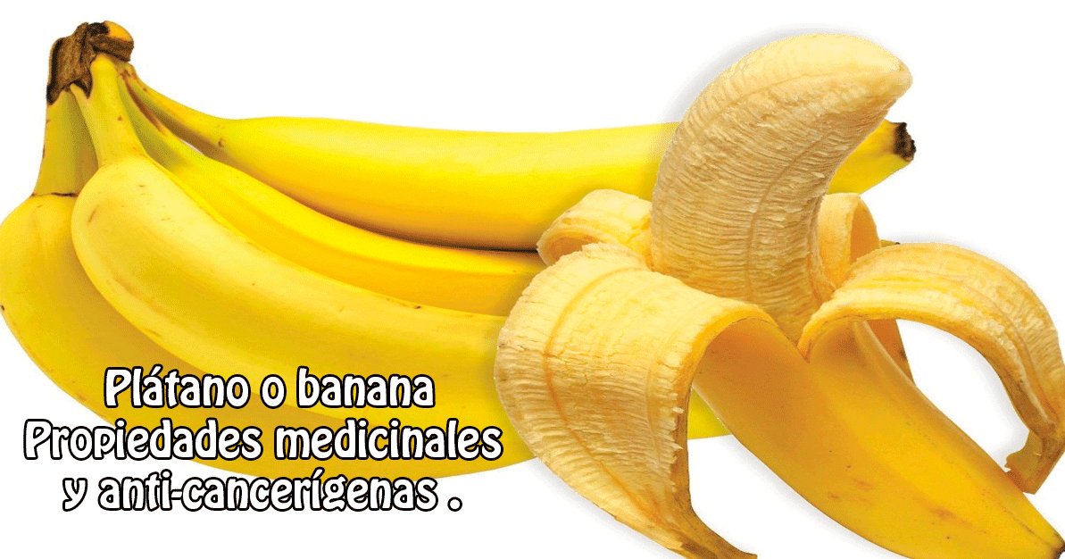 Plátano o banana Propiedades medicinales y anticancerígenas .  de