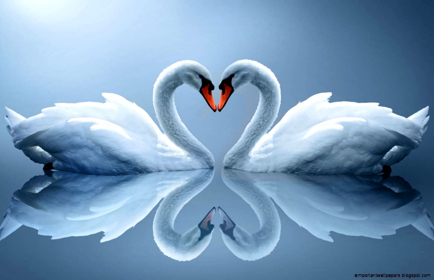 14 Best HD Swan Wallpapers feelgrPH 14 Best HD Swan Wallpapers feelgrPH