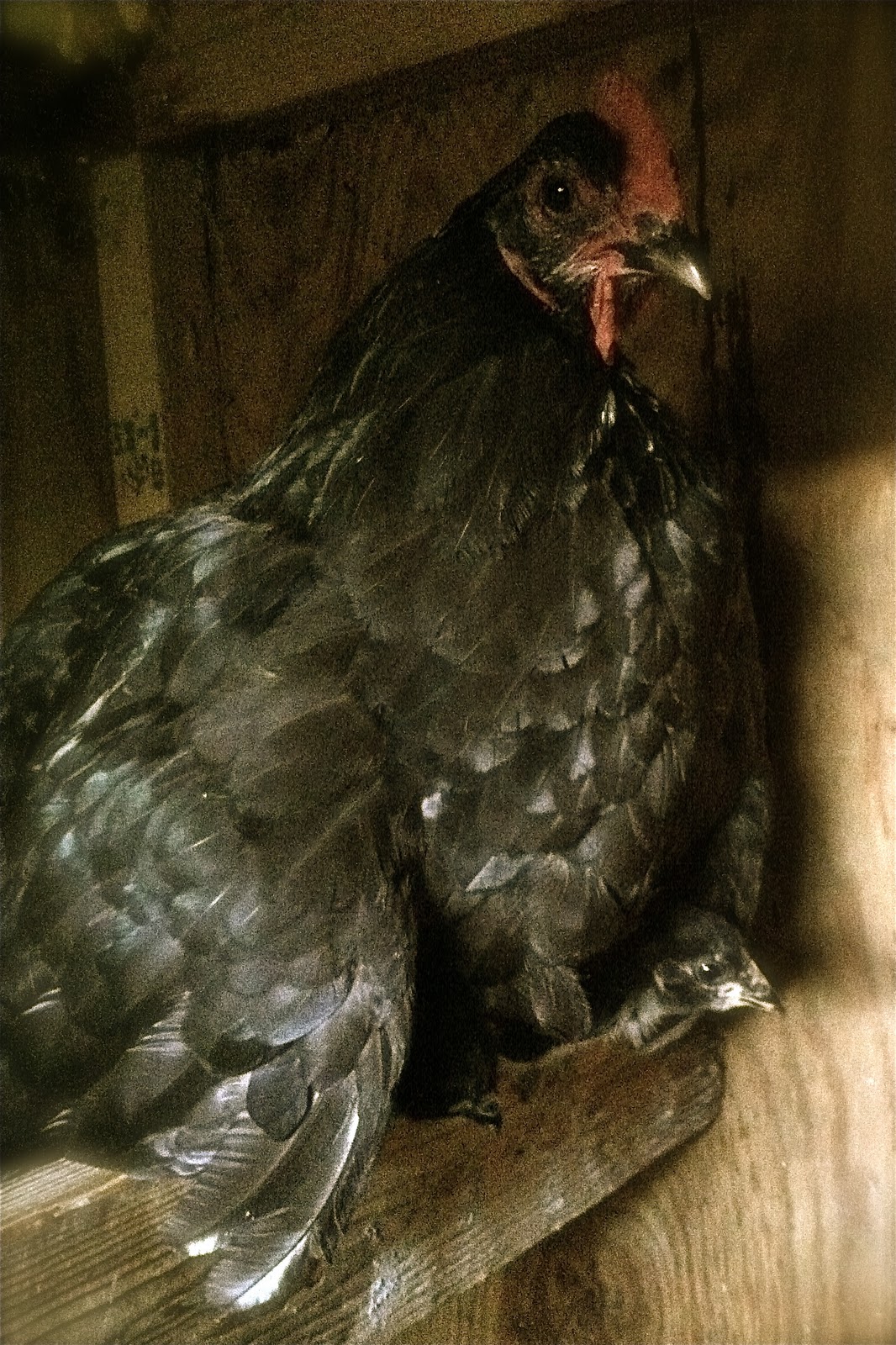 Protective Wings