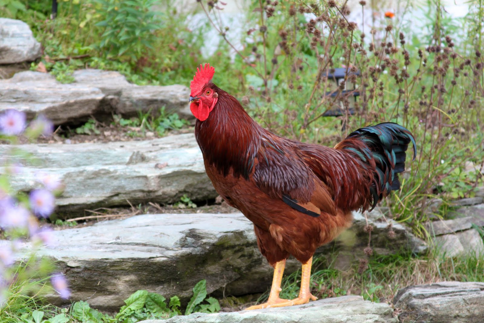 Chicken The Biggest Animals Kingdom