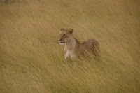 African Lion