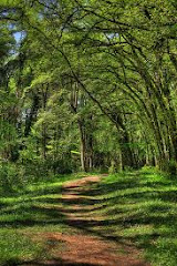 6º A Y 6º B. BOSQUE EN GALERÍA