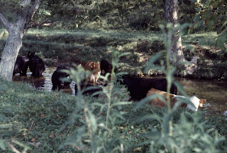 Cows cooling off