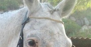 Fieragrass: DERMATITIS CABALLOS