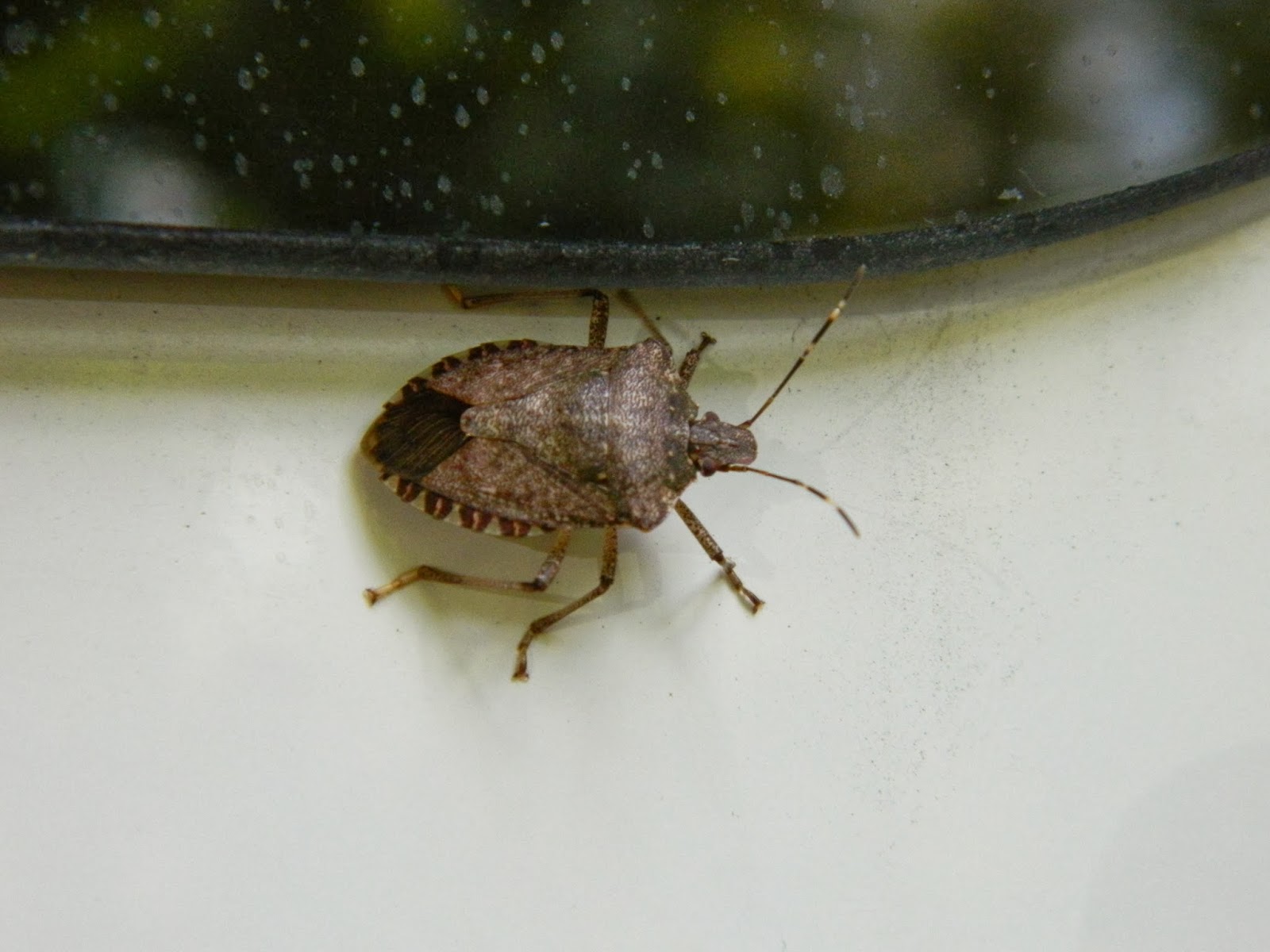 Dancing 'Cross the Country Stink Bug Hitchhikers go the Distance