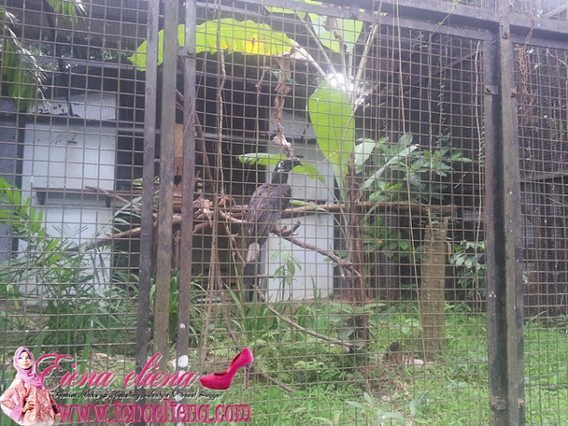 Pusat Hornbill  Zoo Negara