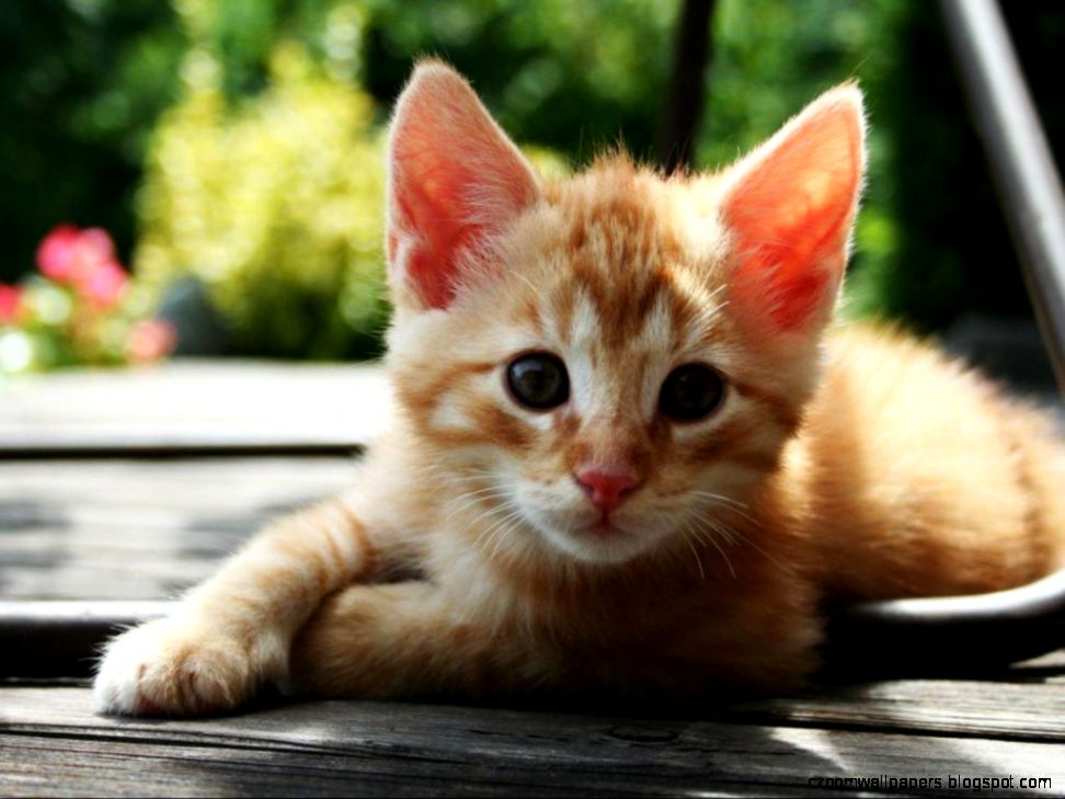 Little Yellow Cat Full HD Animal Wallpapers Little Yellow Cat Full HD Animal Wallpapers