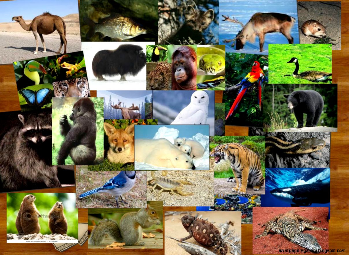 Animals around the world Publish with Glogster Animals around the world Publish with Glogster