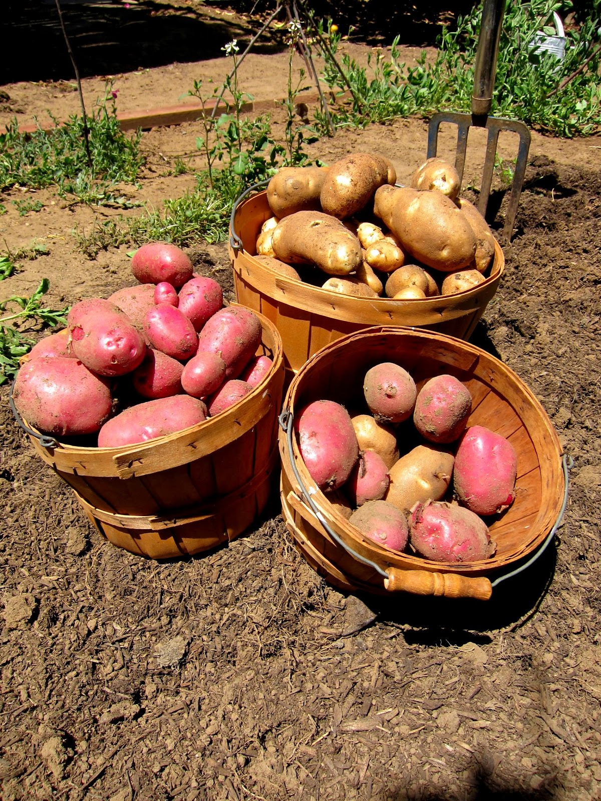 Chronica Domus Adventures With Tubers