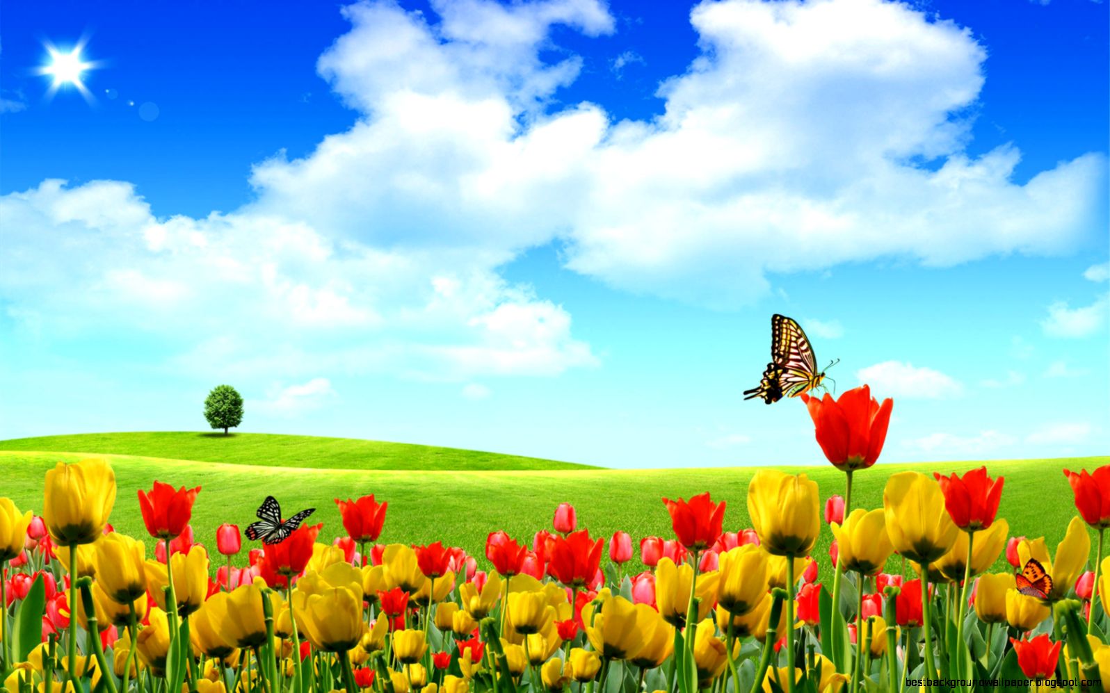 tulips wallpaper tulips wallpaper