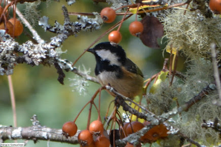 O chapim-carvoeiro  (Parus ater)