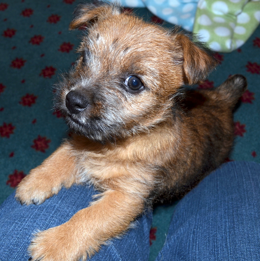 Westie Julep: A Norwich Terrier Puppy Named Wyatt