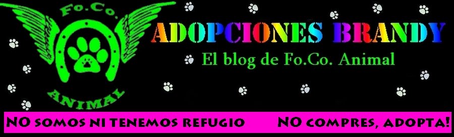 Adopciones Brandy