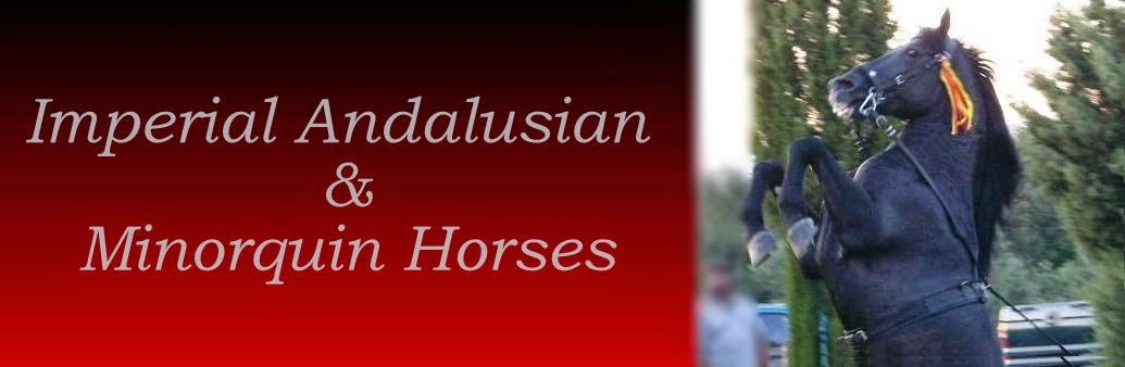 imperial andalusian & minorquin horses