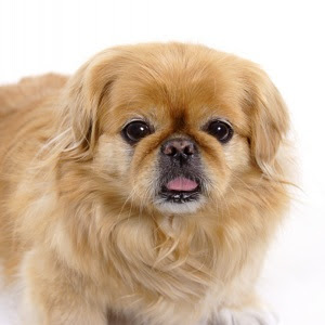 pekingese dog breed info pets animal domestic hound