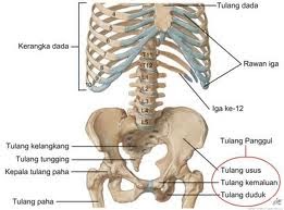 Jenis Jenis Tulang Pada Manusia Aneh Dan Unik
