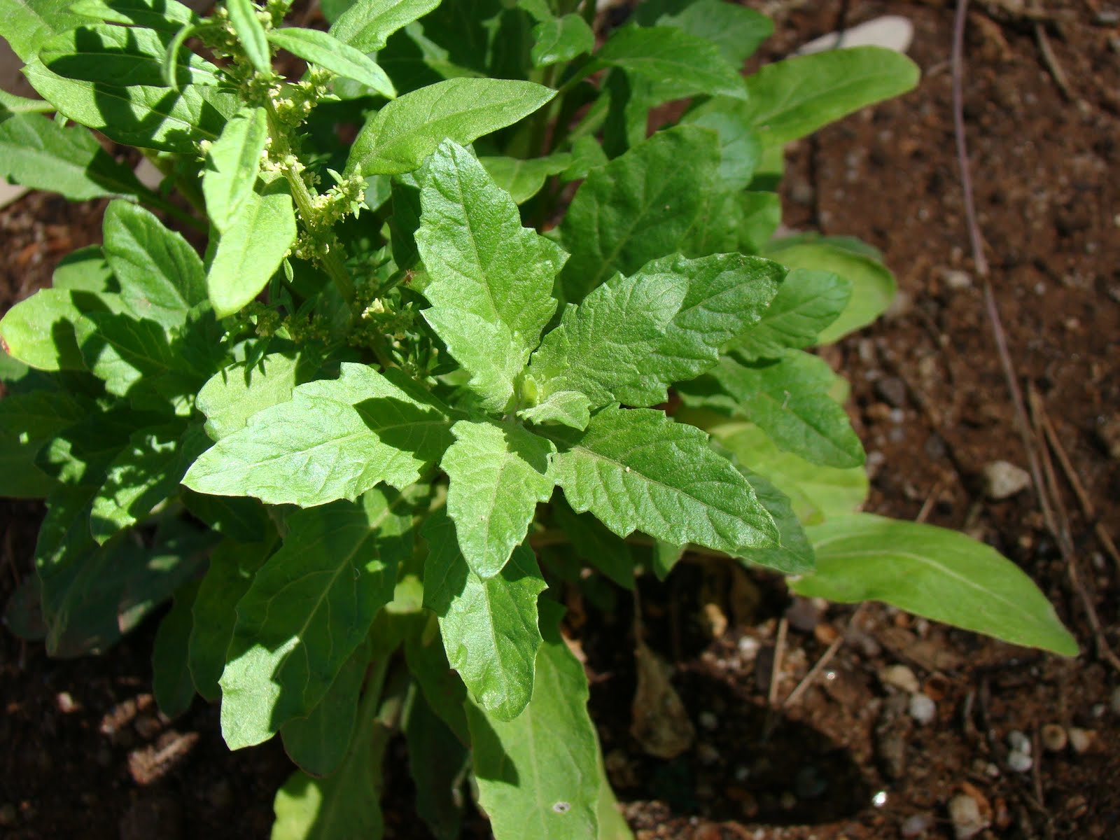 Leaves of Plants Mystery of Epazote