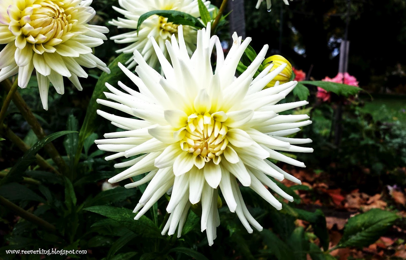 life Beautiful flowers from Launceston City Park, Tasmania )