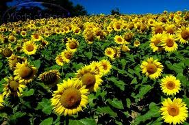 Budidaya Tanaman Bunga Matahari Yang Benar Tips Petani