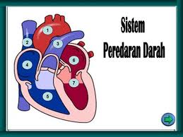 Gambar Gangguan pada Sistem Peredaran Darah