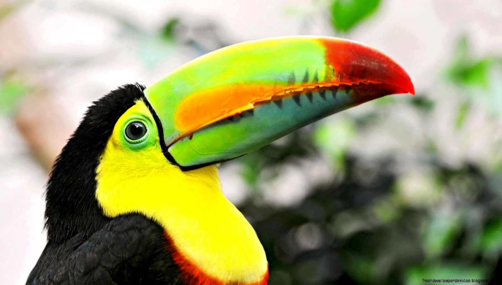 Pictures of Tropical Birds with Beaks Pictures of Tropical Birds with Beaks