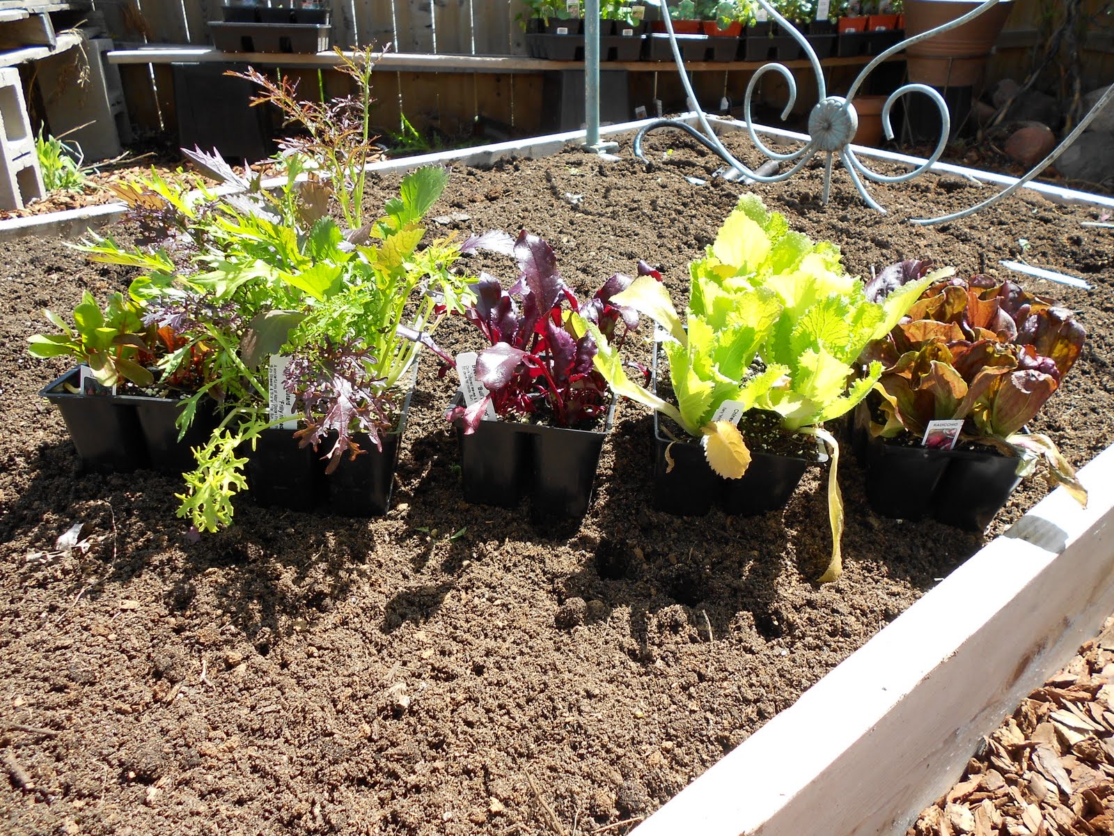 Arts and Flowers MN PLANTING A VEGETABLE GARDEN