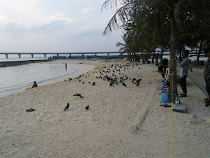 View of "ARTIFICIAL BEACH" early in the morning at Sunrise.
