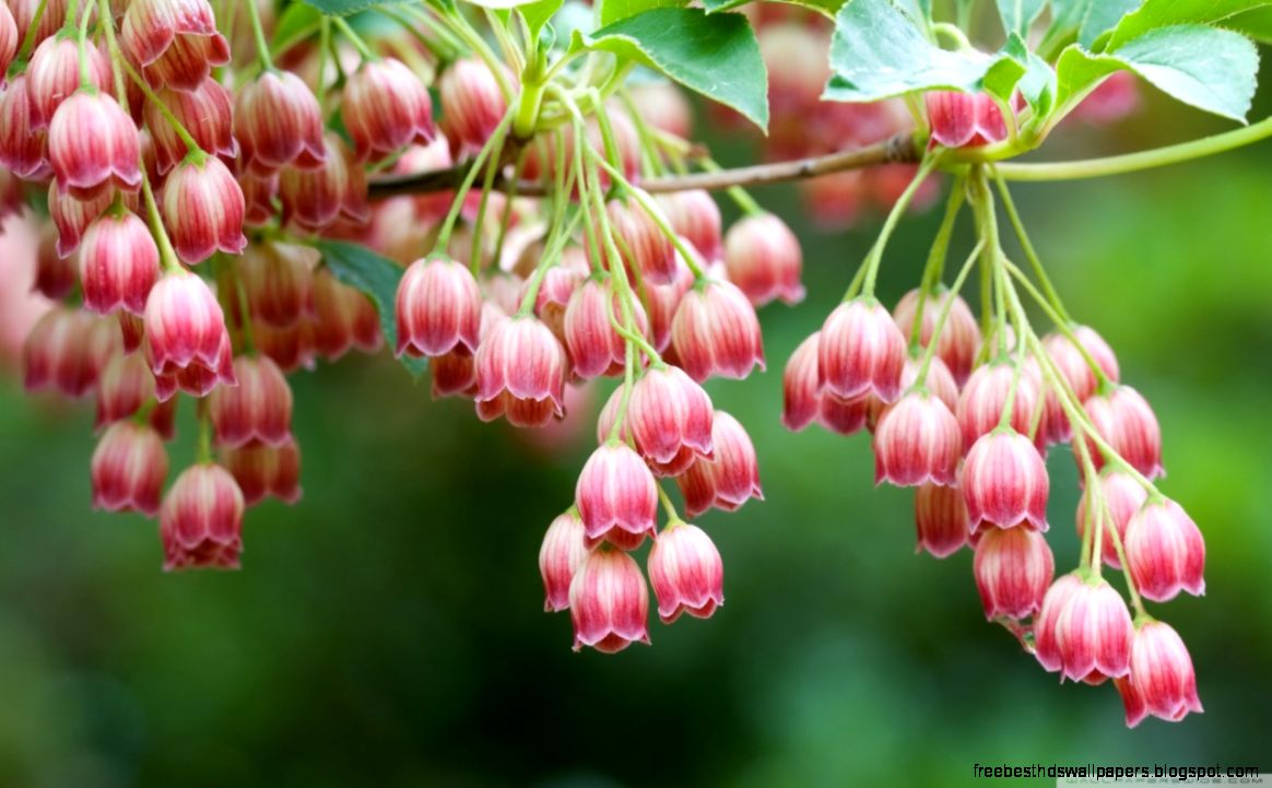 Tree Flowers HD desktop wallpaper High Definition Mobile Tree Flowers HD desktop wallpaper High Definition Mobile