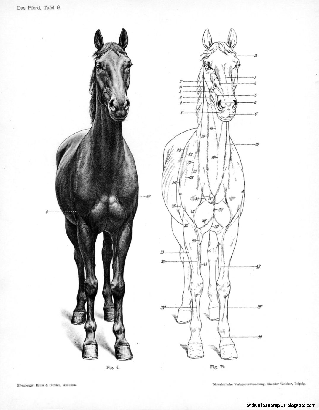Animal Anatomy Equidae on Pinterest Horse Anatomy Animal Animal Anatomy Equidae on Pinterest Horse Anatomy Animal