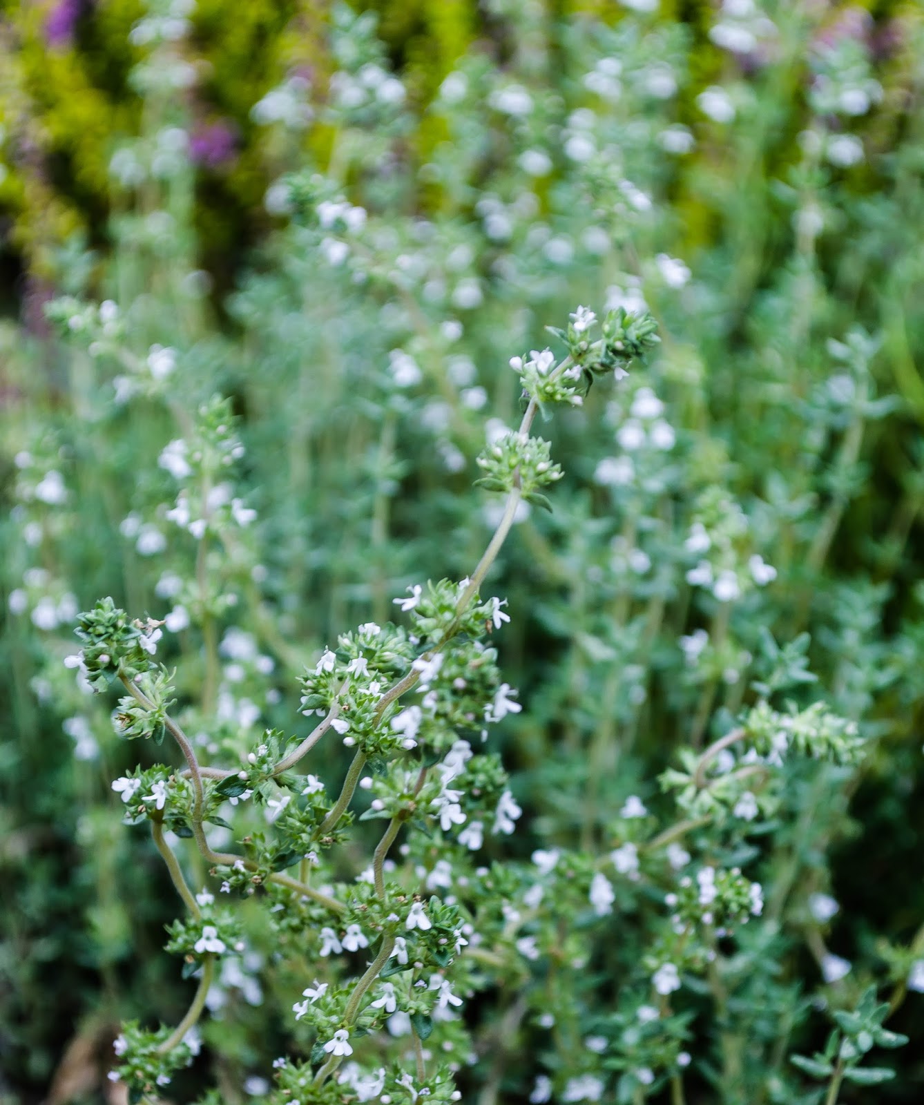 spring of fresh thyme spring of fresh thyme