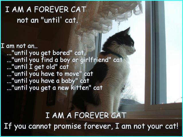 forever with cats
